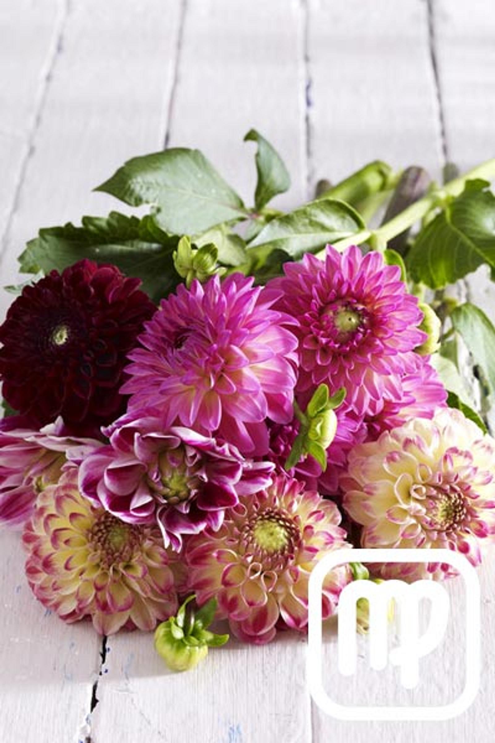 welche blume passt zu mir