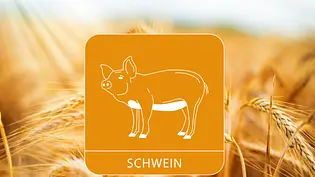 Chinesisches Monatshoroskop Juni 2023 Sternzeichen Schwein - Foto: Collage mit Muenz/iStock und Astrowoche.de Chinesisches Monatshoroskop Juni 2023 Sternzeichen Schwein - Foto: Collage mit Muenz/iStock und Astrowoche.de