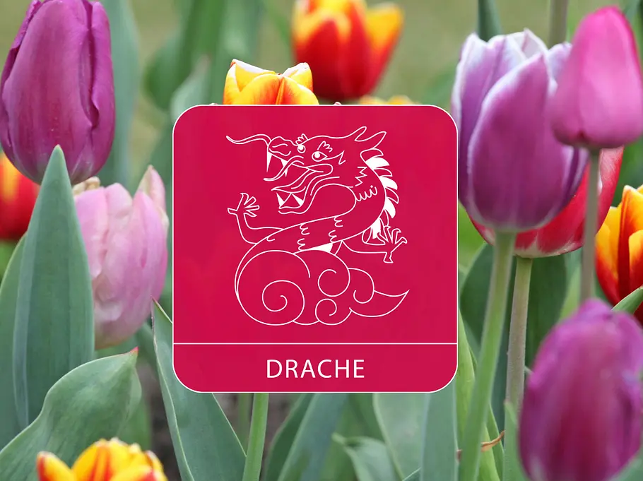 Das Sternzeichen Drache vor einem bunten Tulpenfeld