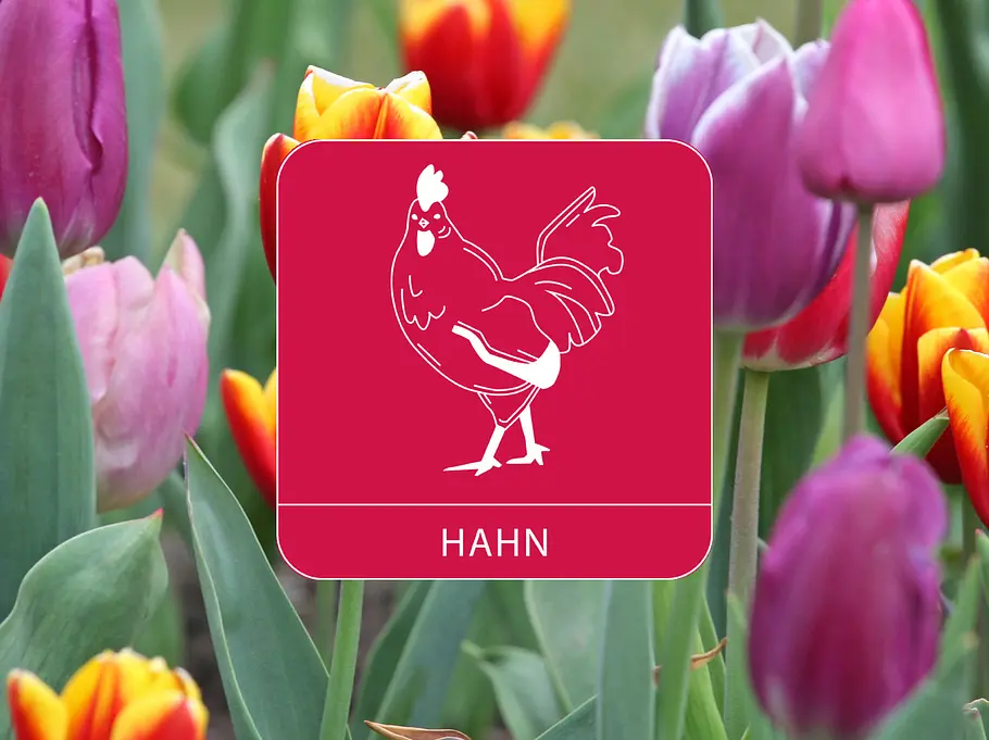 Das Sternzeichen Hahn vor einem bunten Tulpenfeld