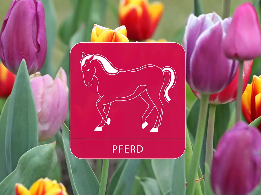 Das Sternzeichen Pferd vor einem bunten Tulpenfeld