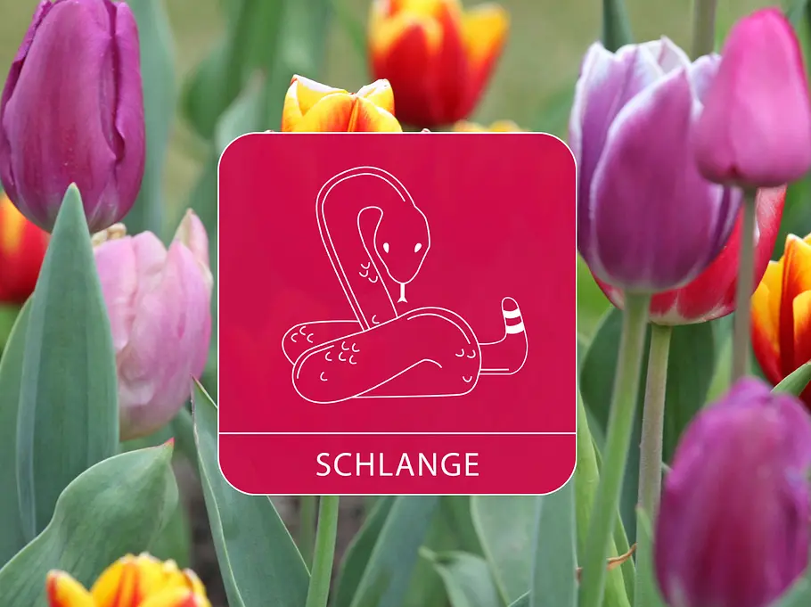 Das Sternzeichen Schlange vor einem bunten Tulpenfeld