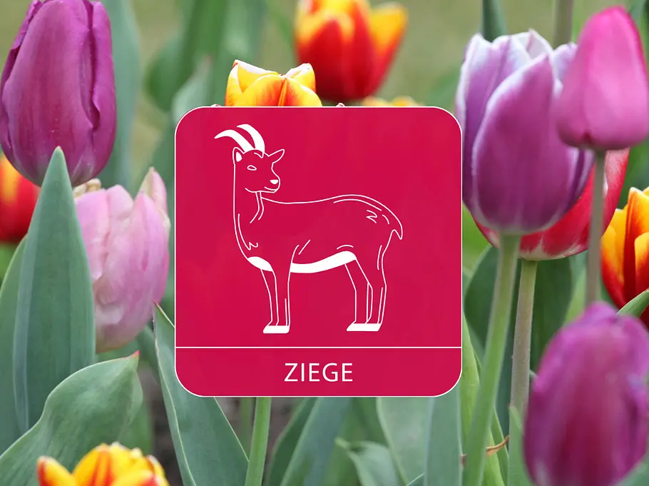 Das Sternzeichen Ziege vor einem bunten Tulpenfeld