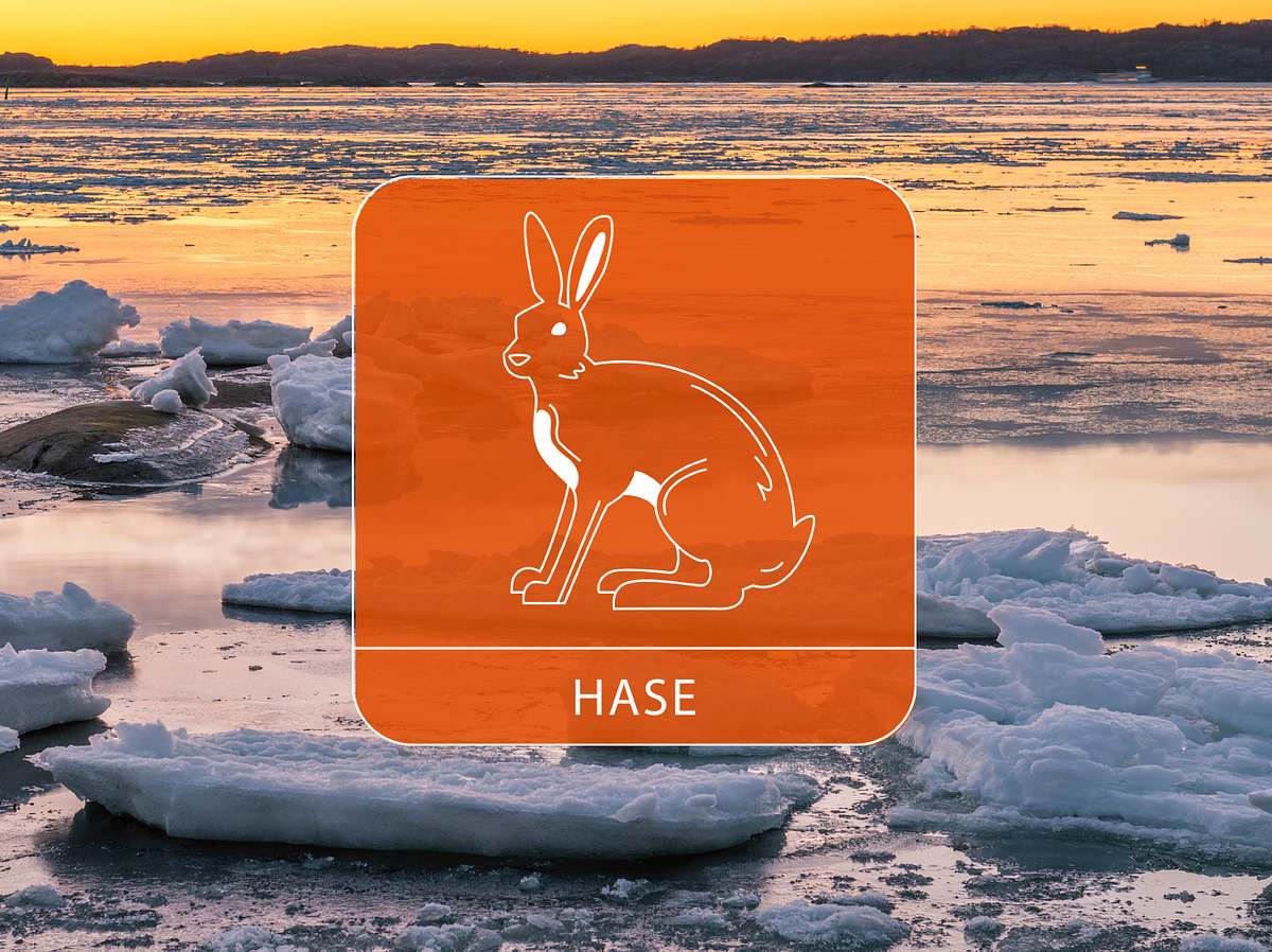 Der Hase vor Eisschollen an der Abendküste