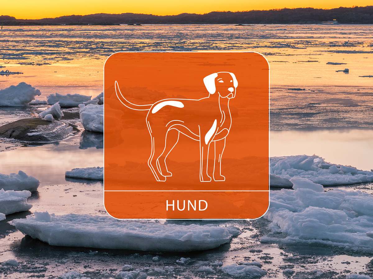 Der Hund vor Eisschollen an der Abendküste