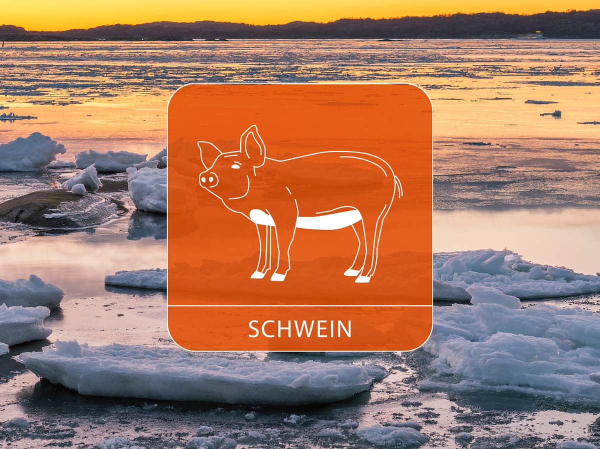 Das Schwein vor Eisschollen an der Abendküste