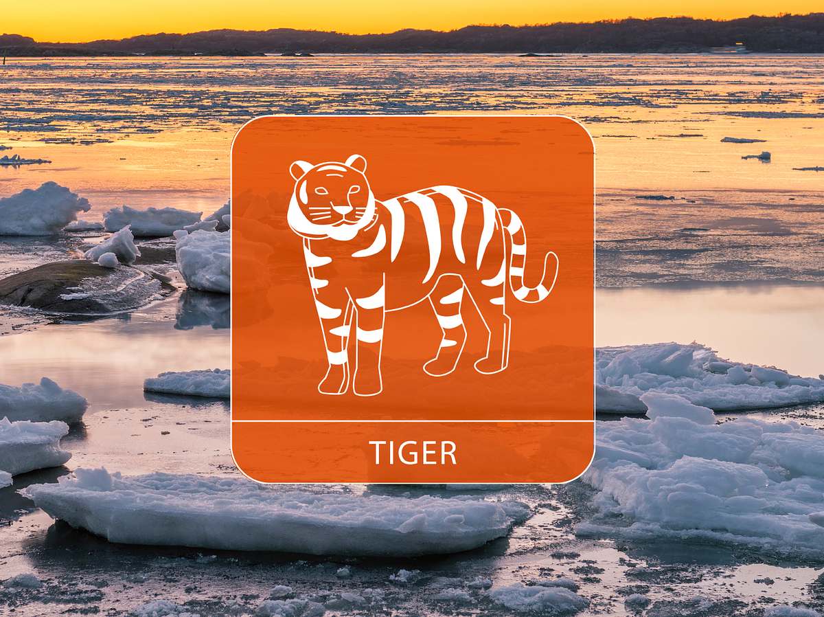 Der Tiger vor Eisschollen an der Abendküste