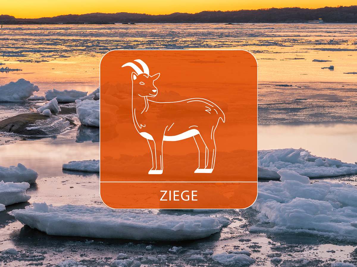 Die Ziege vor Eisschollen an der Abendküste