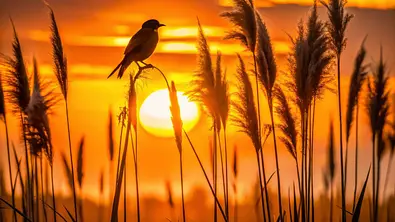 Vogel Sitzt auf Gräsern im Sonnenuntergang - Foto: ปทุมพร นาจรัส / AdobeStock
