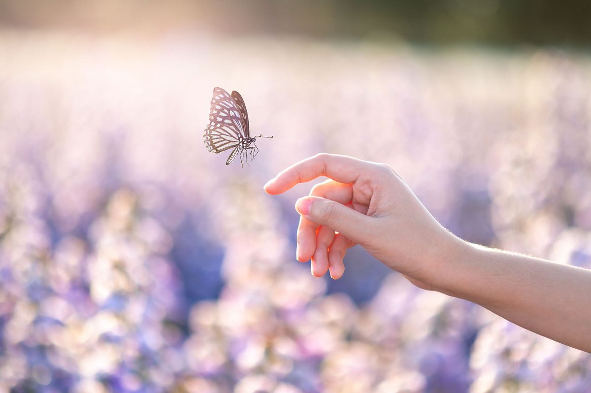Frau lässt Schmetterling auf einem Lavendelfeld fliegen