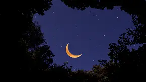 Durch die Baumkronen zeigt sich eine golden leuchtende Neumond-Sichel am Nachthimmel. - Foto: kyoshino/iStock Durch die Baumkronen zeigt sich eine golden leuchtende Neumond-Sichel am Nachthimmel. - Foto: kyoshino/iStock