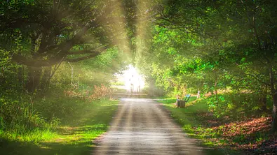 Licht am Ende eines Waldweges - Foto: Peter Vahlersvik / iStock