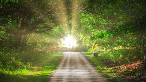 Licht am Ende eines Waldweges - Foto: Peter Vahlersvik / iStock