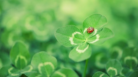 Marienkäfer auf Kleeblatt - Foto: SilverV/iStock