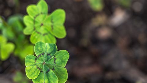 Zwei vierblättrige Kleeblätter - Foto: juanjos / AdobeStock