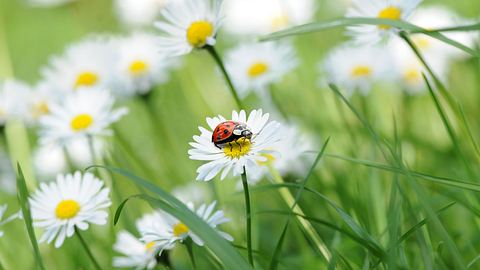 Marienkäfer sitzt auf einem Gänseblümchen - Foto: K.-U. Häßler / AdobeStock