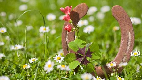 Hufeisen mit einem vierblättrigem Kleeblatt auf einer grünen Wiese voller Gänseblümchen - Foto: diephosi / iStock