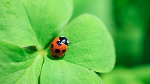 Marienkäfer auf frischem grünem vierblättrigem Kleeblatt - Foto: gyro / iStock