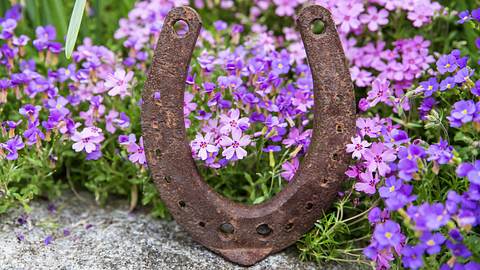 Ein Hufeisen umgeben von Lila Blüten - Foto: miriam-doerr/iStock