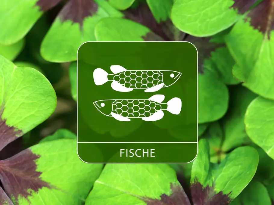 Das Sternzeichen Fische umgeben von Kleeblättern