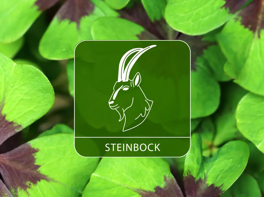 Das Sternzeichen Steinbock umgeben von Kleeblättern