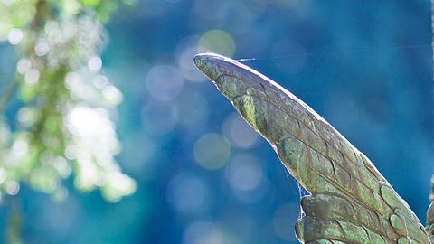 Ihr persönliches Engeltarot für diese Woche: 13.11. - 19.11. - Foto: iStock/HorstGerlach