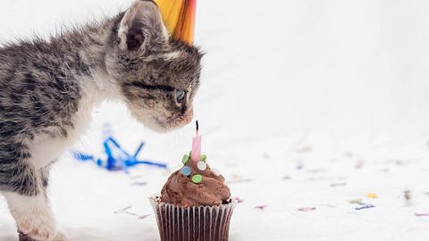 Das große Geburtstags-Horoskop für die Woche vom 3. bis 9. Juni 2024 - Foto: Jenae Escobar / iStock