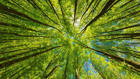 Blick von unten auf grüne Baumkronen - Foto: Aleh Varanishcha / AdobeStock