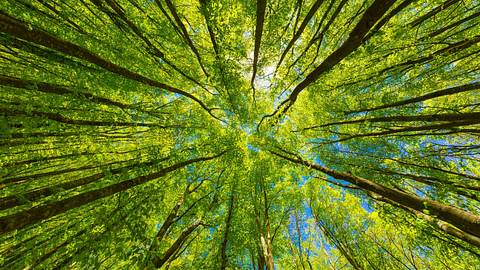 Blick von unten auf grüne Baumkronen - Foto: Aleh Varanishcha / AdobeStock