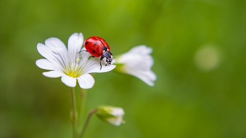 Marienkäfer auf einer weißen Blüte - Foto: Roman Bjuty / iStock