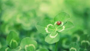 Kleeblatt mit Marienkäfer, mit Kleeblattwiese im Hintergrund - Foto: iStock/ SilverV