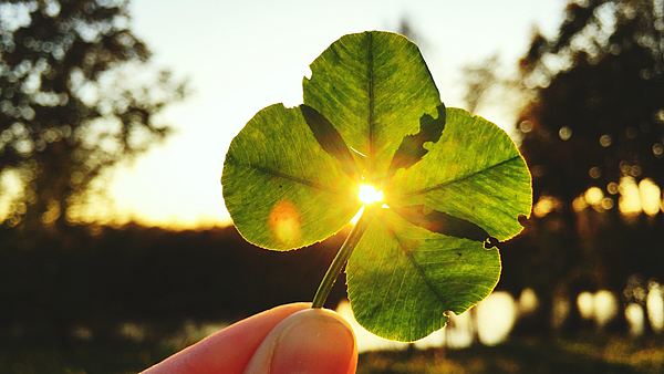 Eine Hand hält ein vierblättriges Kleeblatt - Foto: Kateryna Kovarzh  / iStock