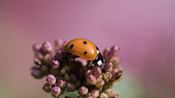 Nahaufnahme eines Marienkäfers auf einer Blume, vor violetten Hintergrund - Foto: iStock/ Martin Koebsch