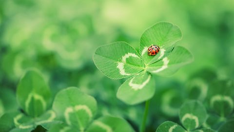 Die Glücksbringer für alle Sternzeichen für die Woche vom 1. bis 7. Juli 2024 - Foto: SilverV / iStock