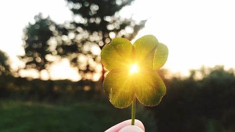 Vierblättriges Kleeblatt vor Sonnenuntergang - Foto: iStock/Kateryna Kovarzh