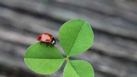 Ihre persönlichen Glücksbringer für die Woche vom 14. bis 20. August 2023  - Foto: vanessam/iStock