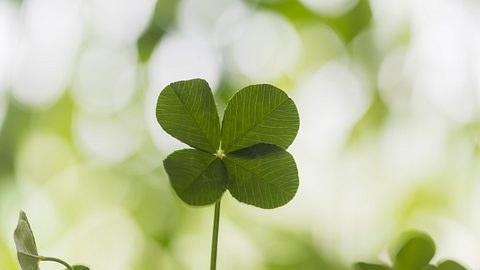 Vierblättriges Kleeblatt - Foto: iStock/ imacoconut