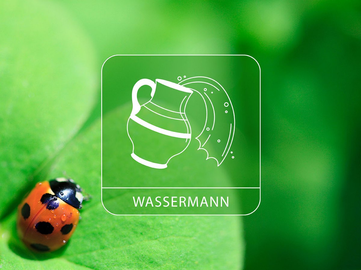 Sternzeichen Wassermann mit Marienkäfer