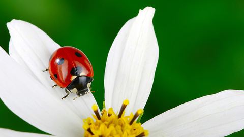 Marienkäfer der auf einem Gänseblümchen krabbelt - Foto: Ale-ks / iStock