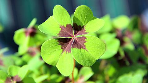 Die Glücksbringer für alle Sternzeichen für die Woche vom 27. Mai bis 2. Juni 2024 - Foto: fotolinchen / iStock