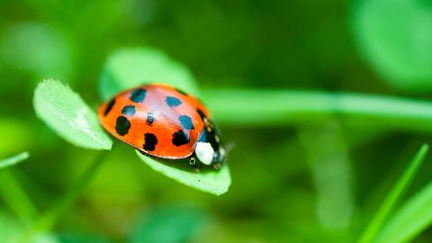 Ihre persönlichen Glücksbringer für die Woche vom 28. August bis 3. September 2023 - Foto: assalve/iStock