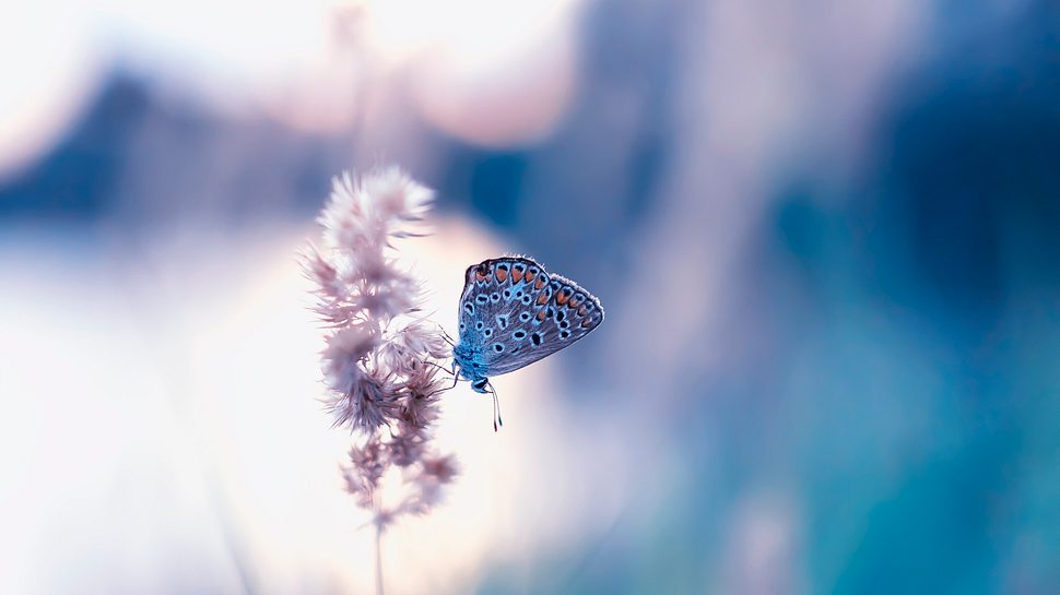 Schmetterlink sitzt auf einer Blume - Foto: iStock/Nataba