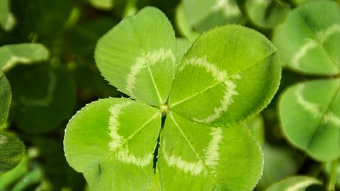 Vierblättriges Kleeblatt - Foto: iStock/YangYin