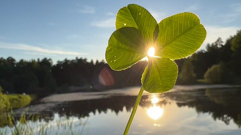 Vierblättriges Kleeblatt vor der Sonne - Foto: Kateryna Kovarzh/iStock