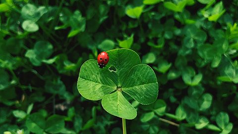 Ihre persönlichen Glücksbringer für die Woche vom 8. bis 14. Mai 2023 - Foto: iStock/Kateryna Kovarzh