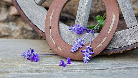 Hufeisen - Foto: iStock/diephosi