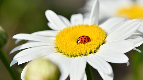 Die Glücksbringer für alle Sternzeichen für die Woche vom 22. bis 28. April 2024 - Foto: akova / iStock