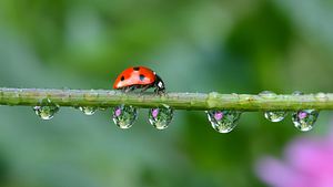 Marienkäfer auf einem Halm mit Tautropfen - Foto: K.-U. Häßler / AdobeStock