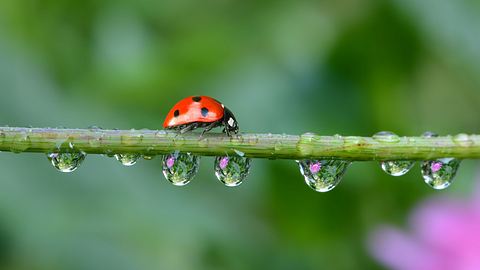 Marienkäfer auf einem Halm mit Tautropfen - Foto: K.-U. Häßler / AdobeStock
