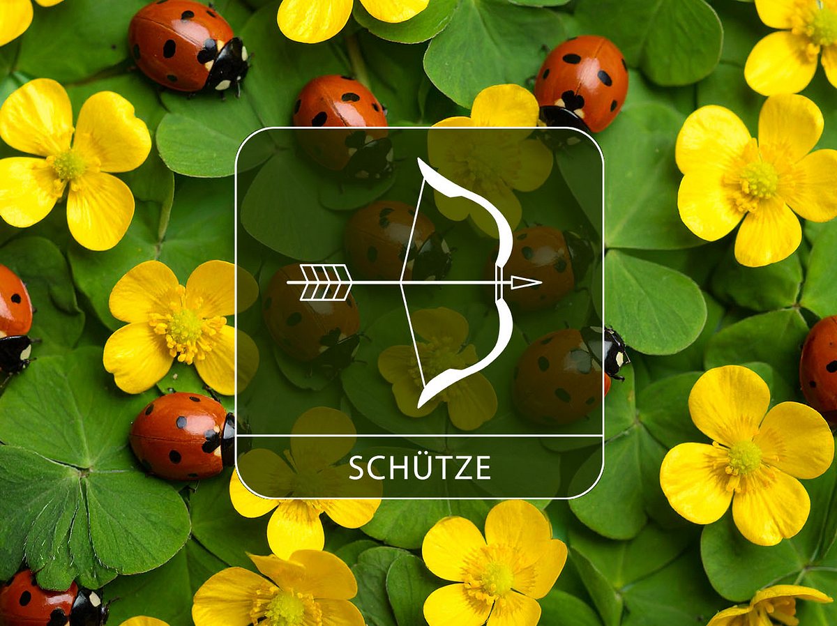 Sternzeichen Schütze vor gelben Blüten, Klee und Glückskäfern. 